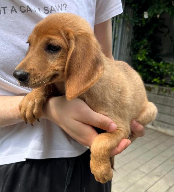 5 BELLISSIMI CUCCIOLI Foto 3